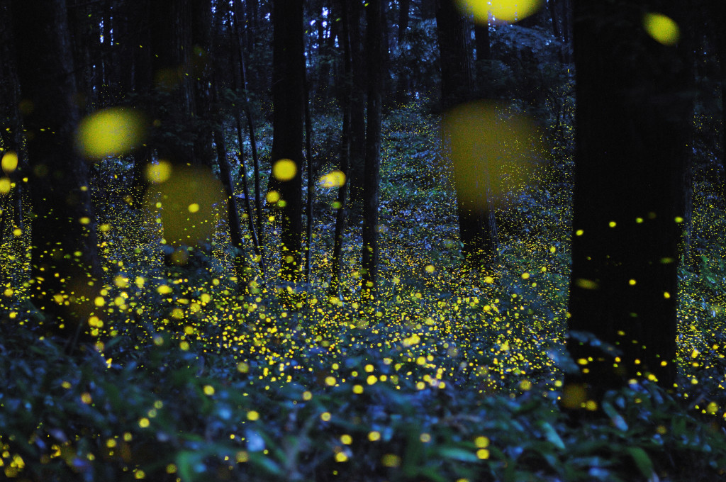 w1_fireflies