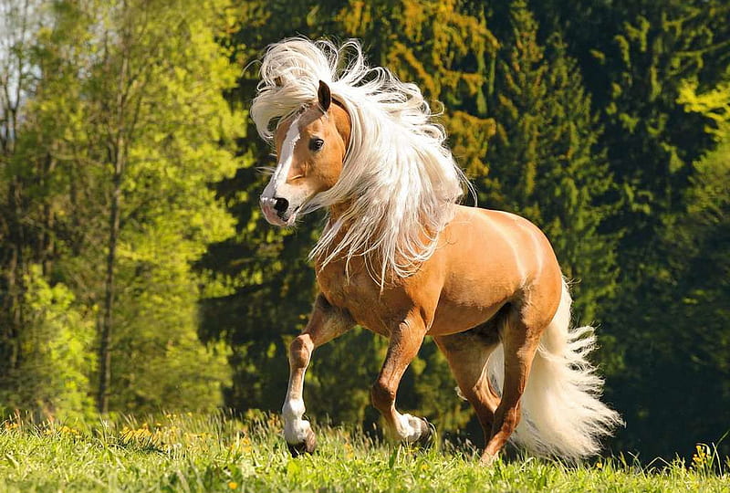 Magical Spirit Horse